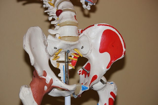 model lidské kostry